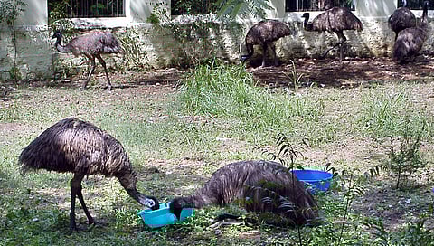 Chargesheet filed in emu scam