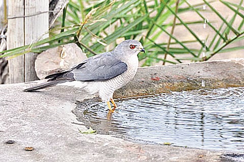 Shikra the fast and the furious