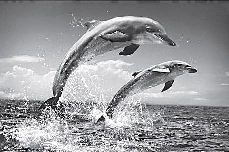Lead life like dolphins