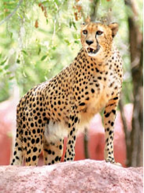 Another cheetah at the Nehru Zoological Park soon