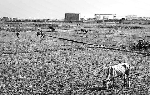 TMC will bring in Singur Act if SC does not return land to farmers