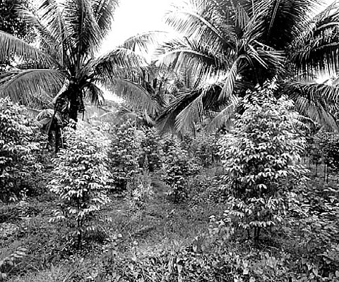 Agarwood a boon for plantation owners