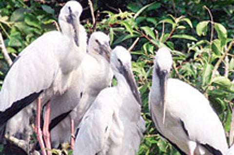 50 percent decline in winged visitors