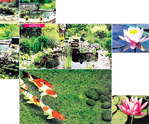 Introduce a cool centerpiece to your garden, complete with colourful koi carp and underwater and exterior lighting Nandhinie VG and Nikita Bastian