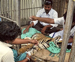 Rare blood transfusion attempted on tiger cub