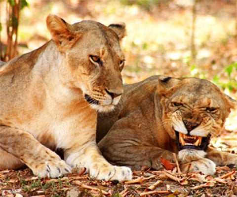 Indian lions in the zoo. (File photo)