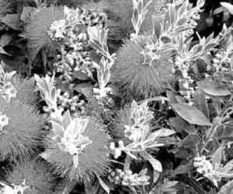 Add life to your garden with bottle brush