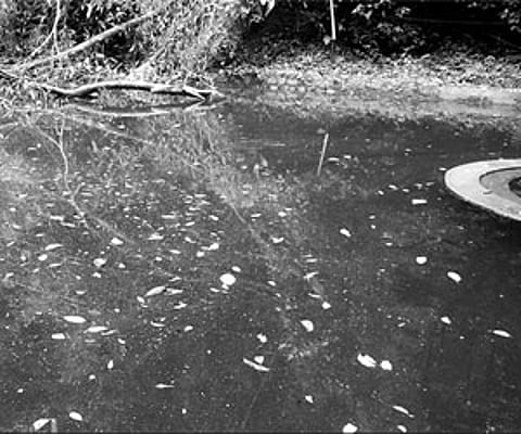 The polluted water in the Kunnar check-dam, 10 km north-east of the Sannidhanam.