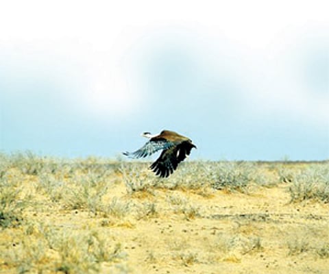 Kings of grasslands flying into the sunset