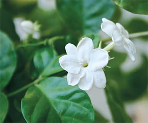 The scent of jasmine