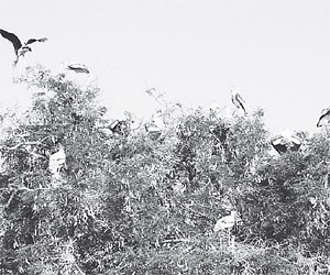 Painted storks enjoying their breeding season at Kaggaladu near Sira.