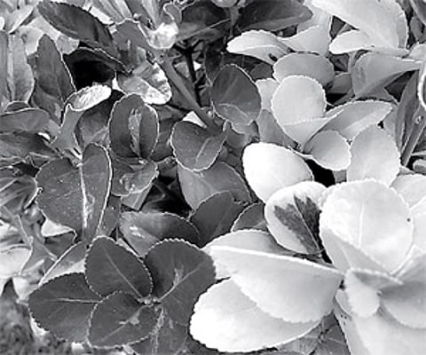 Variegation in landscaping