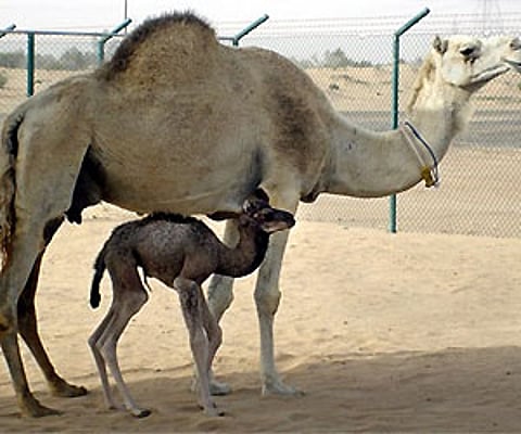 Injaz, claimed to be the world's first cloned camel. Injaz, a female, was born on April 8, 2009. (Photo: AP)