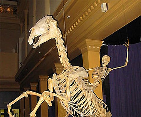 A composite of the skeletons of a Human and a Horse arranged into a lifelike pose, at an exhibit in the Australian Museum. (Author: Ross Murphy)