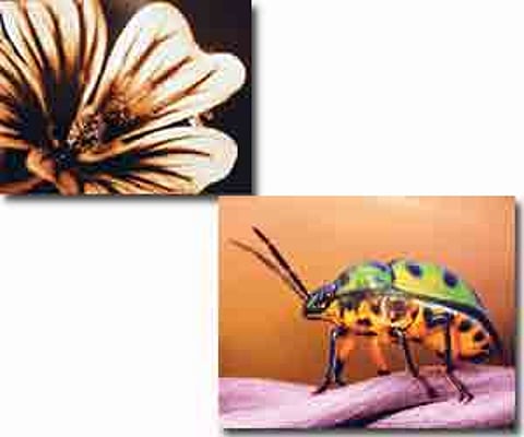 Looking through insect eyes