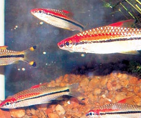 Breeding ground for miss kerala