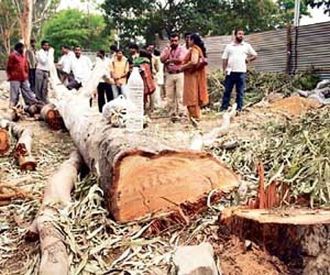 Protesters gather near Lalbagh where they prevented the contractor from cutting the eucalyptus trees.