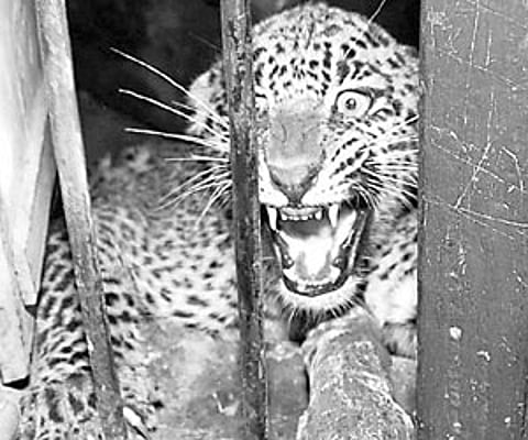 The female leopard cub at a store room in Tippunagar mutton market in Arsikere.