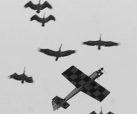 STEEL BIRD AMONG BIRDS: A remote controlled aircraft vies for attention with birds on the concluding day of the All India Vayu Sainik Camp for NCC cad