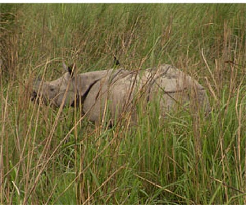 A rhino in Dudhwa National Park. (IANS Photo)