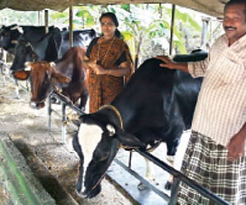 Natarajan and Latha at their dairy unit near their house.