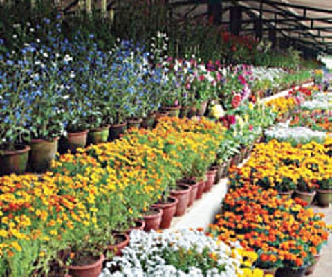 Pot flowers being displayed at the Botanical Garden in Ooty