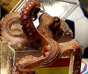 Demands of sainthood for 'Oracle octopus' Paul