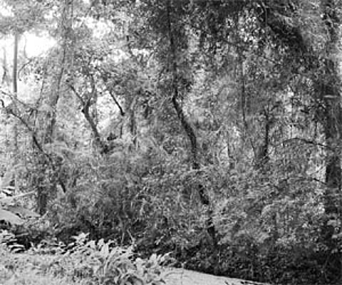 The ghostly tale of Sumathi Kadu