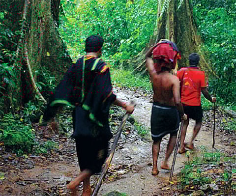 Spiritual journey through the deep woods