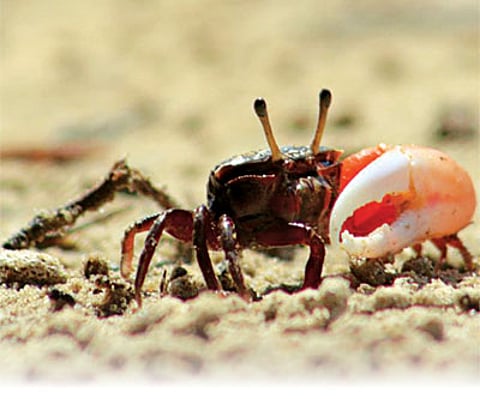 A killer shark there, a killer crocodile here