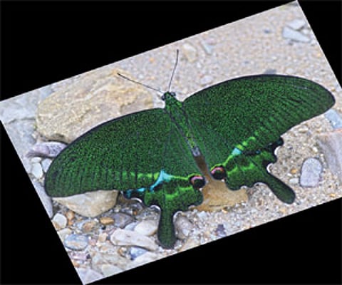 (Express News Photo)