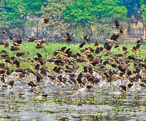 Nature-mate’s hyacinth cleaning mission has brought the birds back to Santragachi Jheel/Photographs by Tumpa Mondal