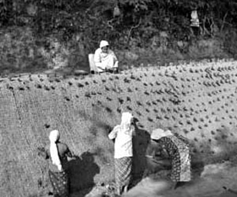 The work under the MNREGS on the embankments of canals to check soil erosion | Express Photo