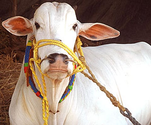 ‘Rearing Ongole bulls, a profitable proposition’