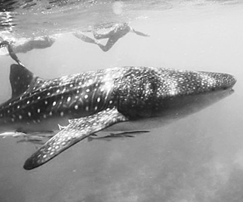 Whale Hip Bones Play Key Role in Sex