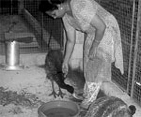 Ajitha with the emu chicks at her farm adjacent to her house at Enikkara. The chicks, when fully grown, will become six feet tall with a body weight o