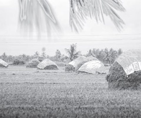Farmers cover their crops with plastic covers in Krishna district from the cyclonic storm.
