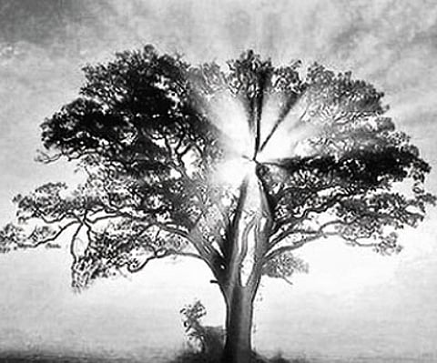 Harnessing the power of nature