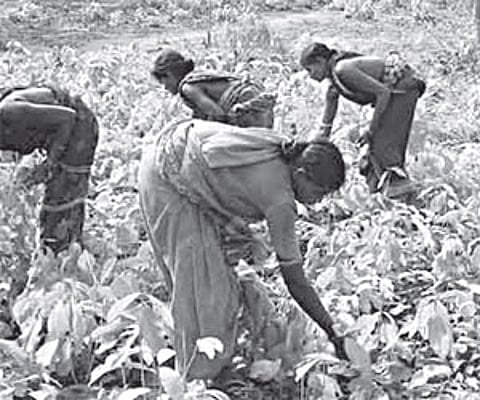 Women plucking kendu leaves in Patnagarh block of Balangir district.