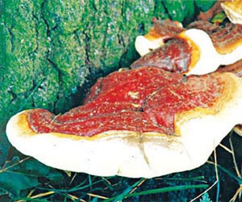 Red mushroom has high capacity to resist cancer