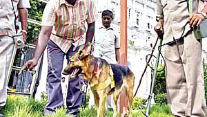 17 sniffer dogs are currently undergoing training- seven in Chennai, eight in Coimbatore City, and two in Madurai City.
