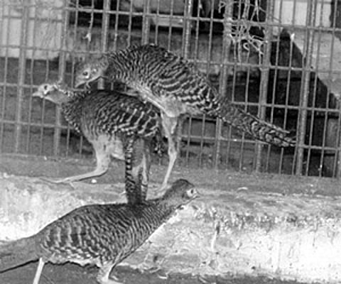 Rare species enrich BBP