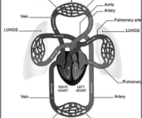 Lesser-known facts of the venous system