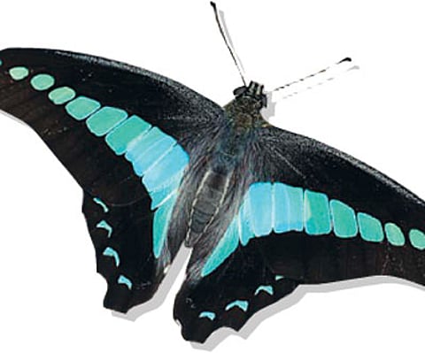 Illegal trade of butterflies