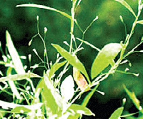 Extinct grass species rediscovered at Jog Falls