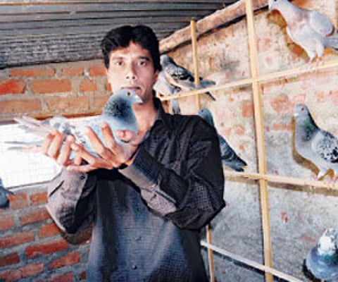 Abdul Samad with his homer pigeons at his place in Eidibazaar. Samad has about 30 pigeons at his home.