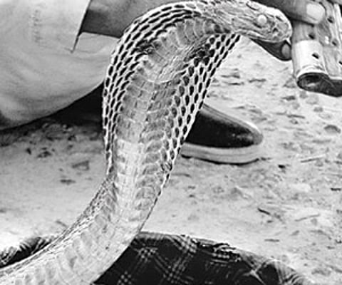 Nag Panchami, held in honour of the serpent god, Naag Devta, instead of paying tribute to snakes, becomes a mockery.