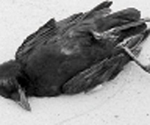 Mass Crow Deaths Trigger Flu Fears