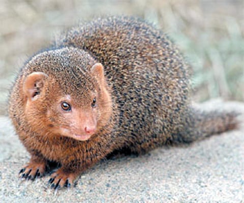 Indian mongoose’s brush with death