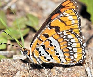 Joker, nothing funny about it!